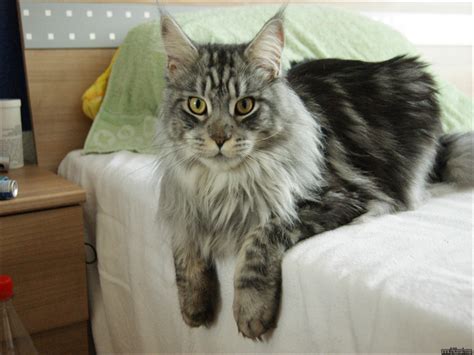 Are you considering adopting a maine coon? Unanswered Questions on Maine Coon Cat Rescue You Need to ...