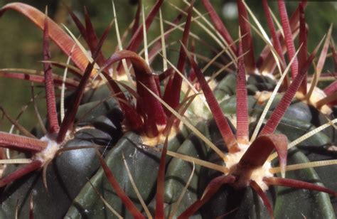 Spines are modified leaves that protect against vertebrate predation. Leaves modified to form protective spines in a Cactus (Fer ...