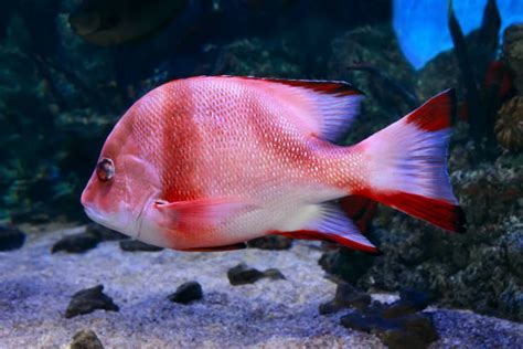 Red Snapper Underwater Sea Life Fish Stock Photos Pictures And Royalty