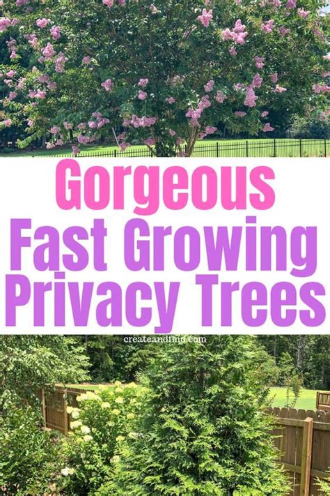 Fast Growing Privacy Trees Create And Find Fast Growing Trees