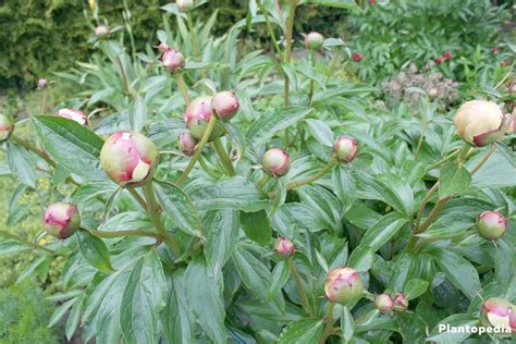 How To Care For Peonies Planting And Growing Peony Flowersbushes
