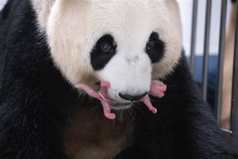 South Korean Zoo Welcomes Giant Panda Twins Reuters