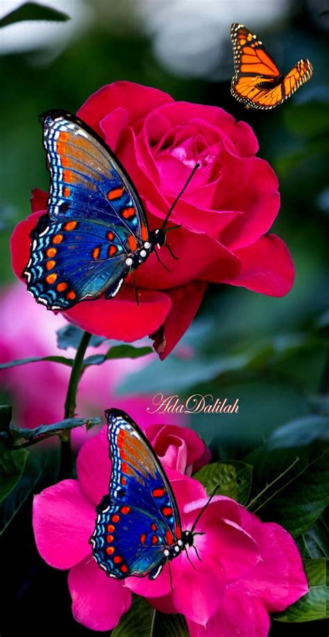 Two Butterflies Flying Over Pink Flowers With Green Leaves And Red