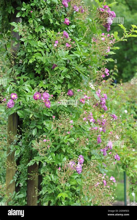 Purple Climbing Hybrid Wichurana Rose Rosa Donau Blooms In A Garden