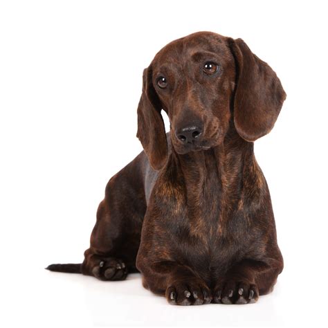 Brindle Dachshund Welcome To The Sausage Dog World