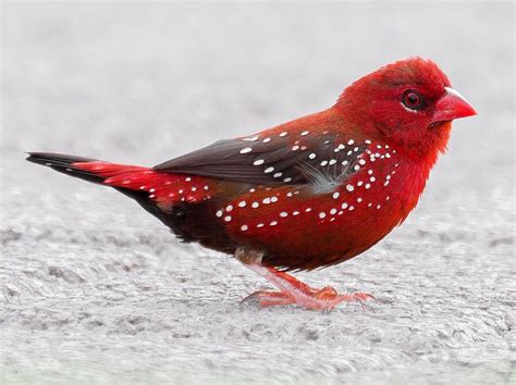 Maybe you would like to learn more about one of these? 5 Fakta Burung Pipit Benggala, Si Merah Totol yang Suka ...