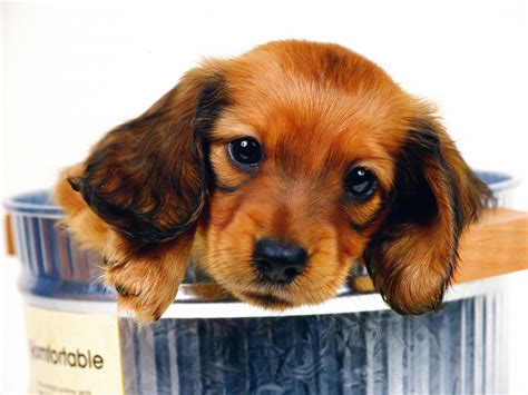 Hd Cute Puppy Pictures High Quality Puppies Cute Picture Nice Dogs