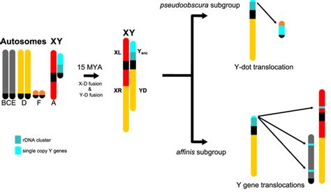 Model Of Sex Chromosome Evolution In The Obscura Group In An Ancestor Download Scientific