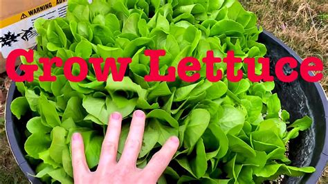 How To Grow Lettuce By Seed Youtube