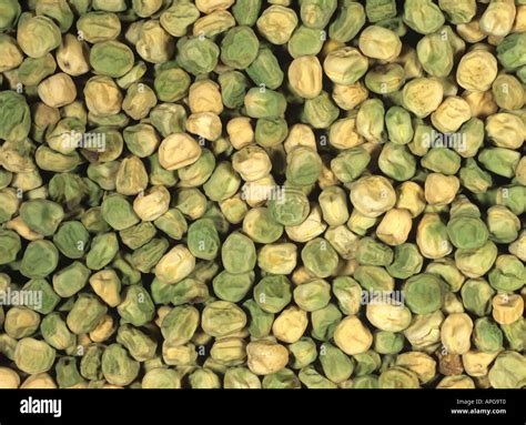 Pea Pisum Sativum Seeds Stock Photo Royalty Free Image 9019199 Alamy