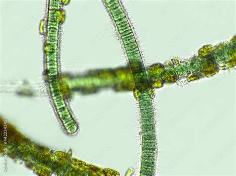 Green Algae Microscope