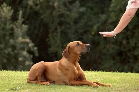Dog Training How To Teach Basic Commands Pettime