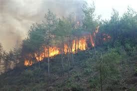 YAZILARIM Orman Yangınları