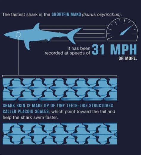 Sharks Infographic Shark Shark Swimming Swimming