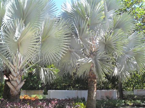 Silver Palm Trees Silver Palms Barbados Palm Trees Sanctuary