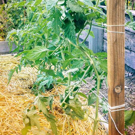 Florida Weave A Better Way To Trellis Tomatoes Trellis Plants