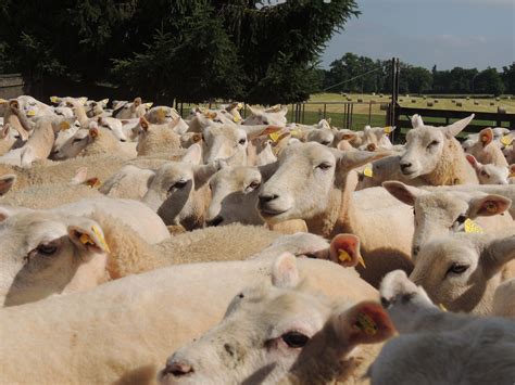 Free Images Herd Pasture Sheep Goats Animals Vertebrate Sheeps