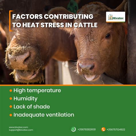 Heat Stress In Cattle How To Keep Your Herd Cool And Productive
