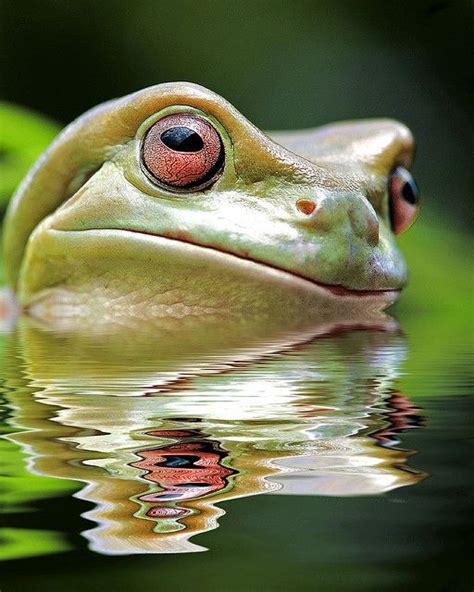 Nessie Frog Portrait By Risquillo Funny Frogs Cute Frogs