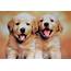 48  Puppies Wallpapers Free Download On WallpaperSafari