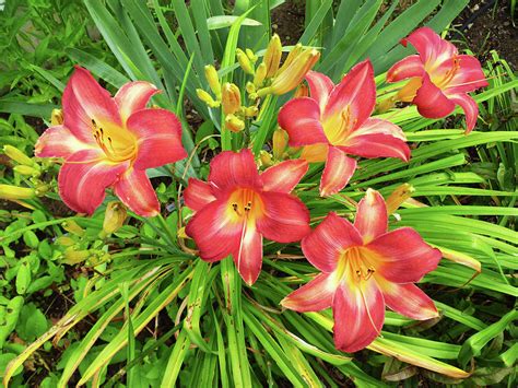 Daylily Cherry Cheeks Hemerocallis Photograph By Toni Leland Fine Art America