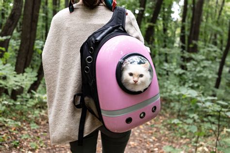 10 Best Cat Backpack That Give Comfort And Safety