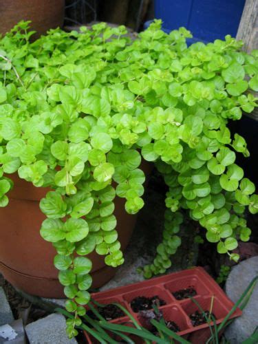 Unique Perennial Trailing Plants For Containers Ceramic Hanging Baskets