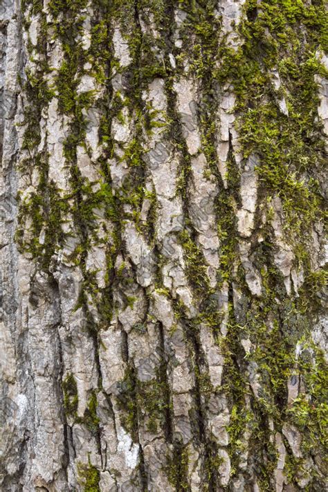 Mossy Tree Bark 0013 Texturemax