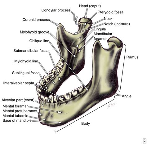 Anatomia Mandibular Facial Bones Dental Anatomy Anatomy Bones