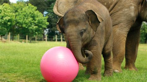 And Now For Some Unashamed Cuteness The Football Playing Elephant