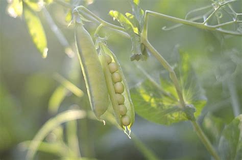 50 Sugar Snap Pea Seeds Heirloom Non Gmo Etsy