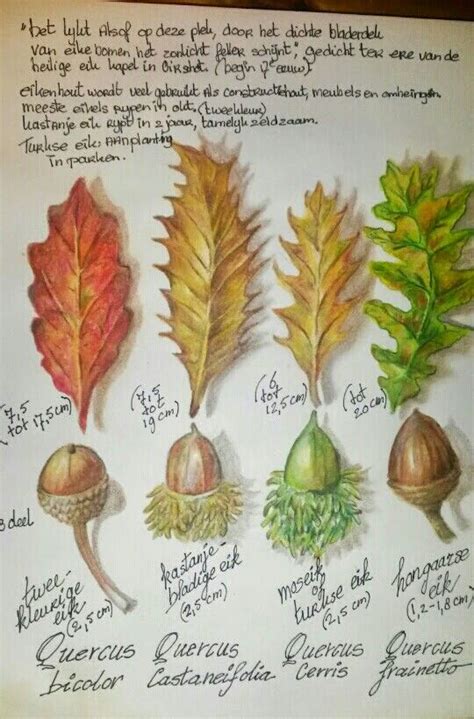More Sketchbook Autumn Leaves Travel Sketches Sketch Book Botanical