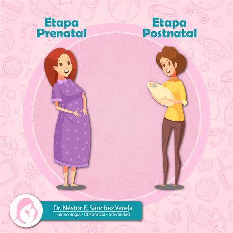 Las Etapas Prenatal 🤰 Y Posnatal 🤱 Son Dos Fases Muy Relacionadas Y