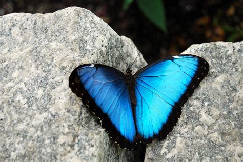 Blue Morpho Butterfly Digital Art By Eva Kaufman
