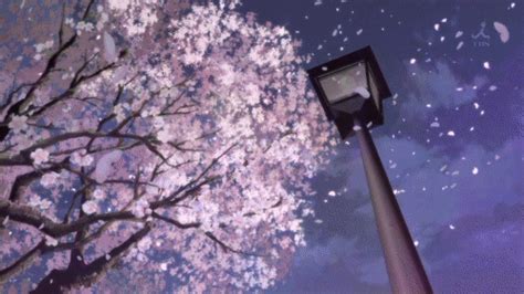 Cherry Blossom Aesthetic Anime Background  Largest Wallpaper Portal