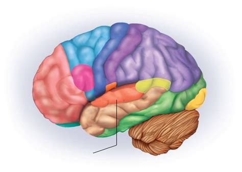 Brain Diagrams Flashcards Quizlet