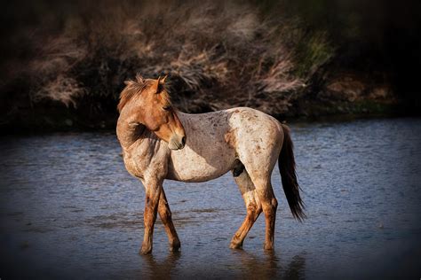 Red Stallion Photograph By Saija Lehtonen