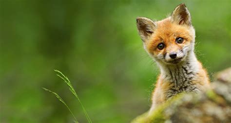 As Melhores Imagens De Animais Do Bing 1 Wetete