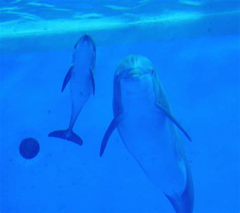 Dolphin Calf Born At Illinois Zoo Dies At Less Than A Week Old