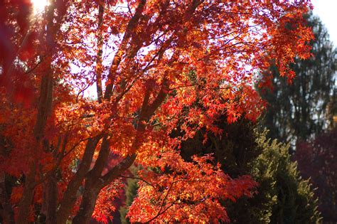 Filejapanese Maple Acer Palmatum Autumn Tree 3008px Wikimedia
