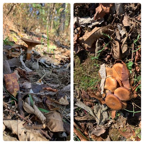 Found These In North Western Part Of Virginia In Mid Fall Last Year