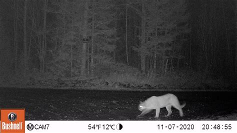 Michigan Dnr Cougar Team Shares The Status Of Cougars In The Upper Peninsula Wjmn