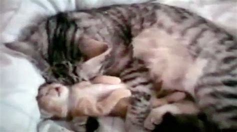 VIDEO Cat Mom Hugs Dreaming Baby Kitten Dawn Productions