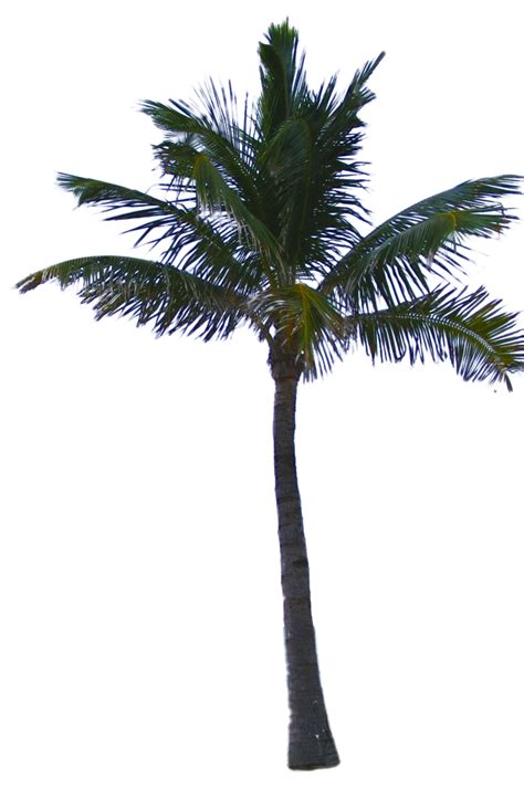 Palm Tree Png Transparent Image Download Size 900x1372px