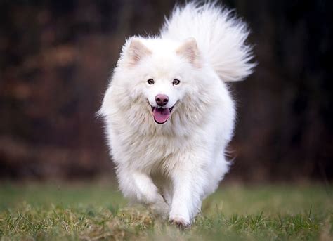 Finnish Lapphund Dog Breed Information And Characteristics Daily Paws