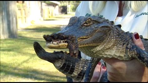 Gatorland Treating Alligator Missing Snout