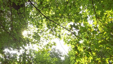 Sunlight Through Tree In Morningsun Beams Through Treecloseup Of Sun
