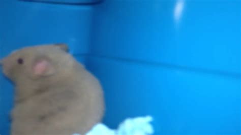 Hamster Gets Surprised Youtube