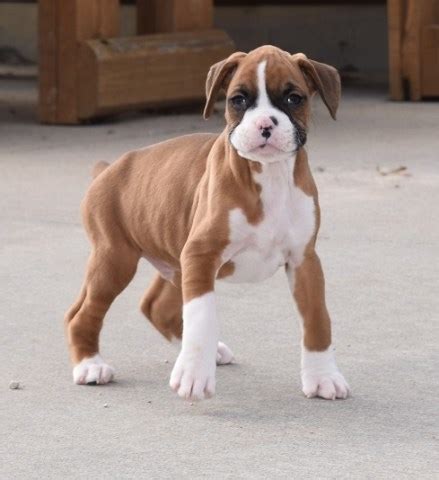 Maybe you would like to learn more about one of these? Boxer puppy dog for sale in Clifton, New Jersey