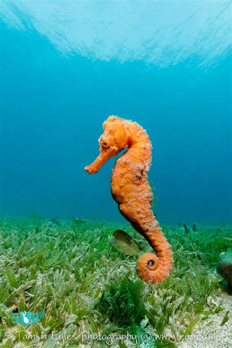 A Stunning Seahorse On The With Dive Bequia By Polly Philipson